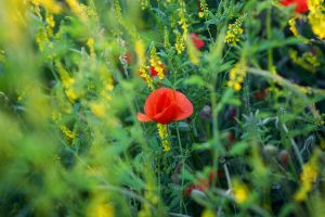 Sommerwiese. Mohn und bunte Gräser. Natur fotografie