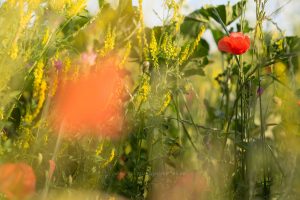 Sommerwiese. Mohn und bunte Gräser. Natur fotografie