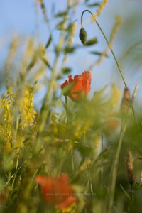 Sommerwiese. Mohn und bunte Gräser. Natur fotografie