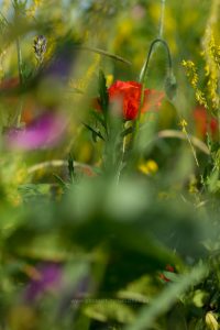 Sommerwiese. Mohn und bunte Gräser. Natur fotografie