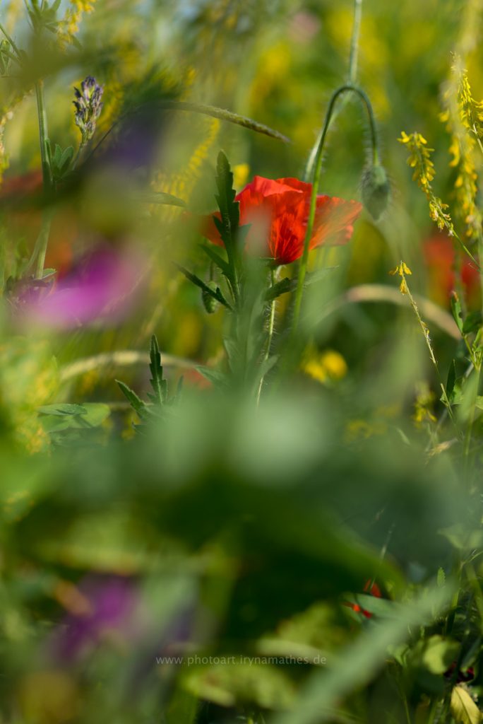 Sommerwiese-web-8502