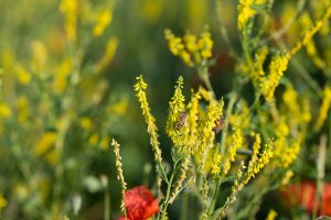 Sommerwiese. Mohn und bunte Gräser. Natur fotografie