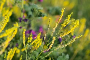 Sommerwiese. Mohn und bunte Gräser. Natur fotografie