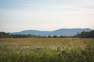 Sommerwiese. Mohn und bunte Gräser. Natur fotografie