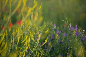 Sommerwiese. Mohn und bunte Gräser. Natur fotografie