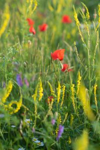 Sommerwiese. Mohn und bunte Gräser. Natur fotografie