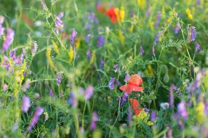 Sommerwiese. Mohn und bunte Gräser. Natur fotografie