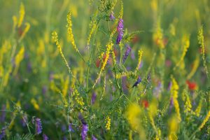 Sommerwiese. Mohn und bunte Gräser. Natur fotografie