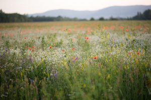 Sommerwiese. Mohn und bunte Gräser. Natur fotografie