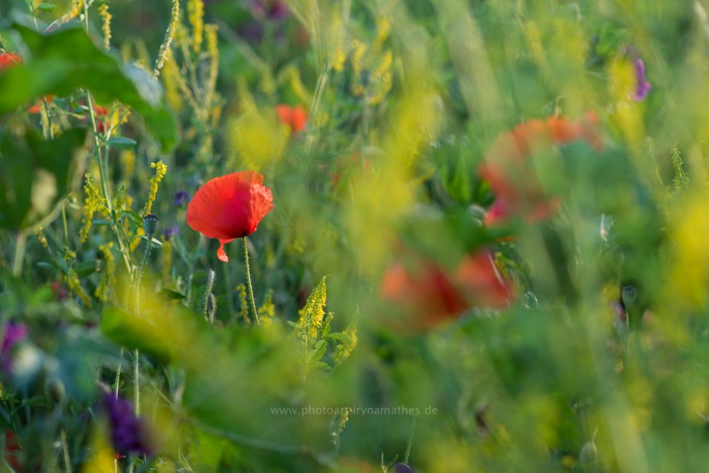Sommerwiese-web-8557