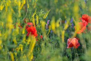 Sommerwiese. Mohn und bunte Gräser. Natur fotografie