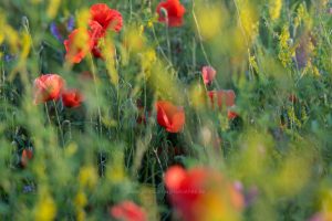 Sommerwiese. Mohn und bunte Gräser. Natur fotografie