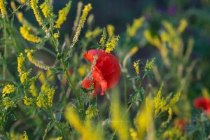 Sommerwiese. Mohn und bunte Gräser. Natur fotografie