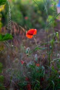 Sommerwiese. Mohn und bunte Gräser. Natur fotografie