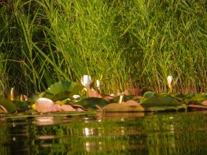 Sommer 2020, Baggersee. Mit Unterwasserkamera fotografieren