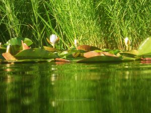 Sommer 2020, Baggersee. Mit Unterwasserkamera fotografieren