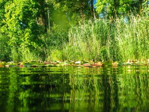 Sommer 2020, Baggersee. Mit Unterwasserkamera fotografieren