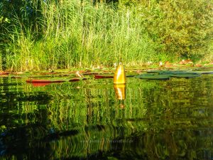 Sommer 2020, Baggersee. Mit Unterwasserkamera fotografieren