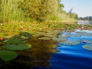 Sommer 2020, Baggersee. Mit Unterwasserkamera fotografieren
