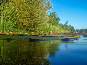 Sommer 2020, Baggersee. Mit Unterwasserkamera fotografieren