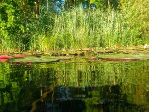 Sommer 2020, Baggersee. Mit Unterwasserkamera fotografieren