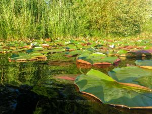 Sommer 2020, Baggersee. Mit Unterwasserkamera fotografieren