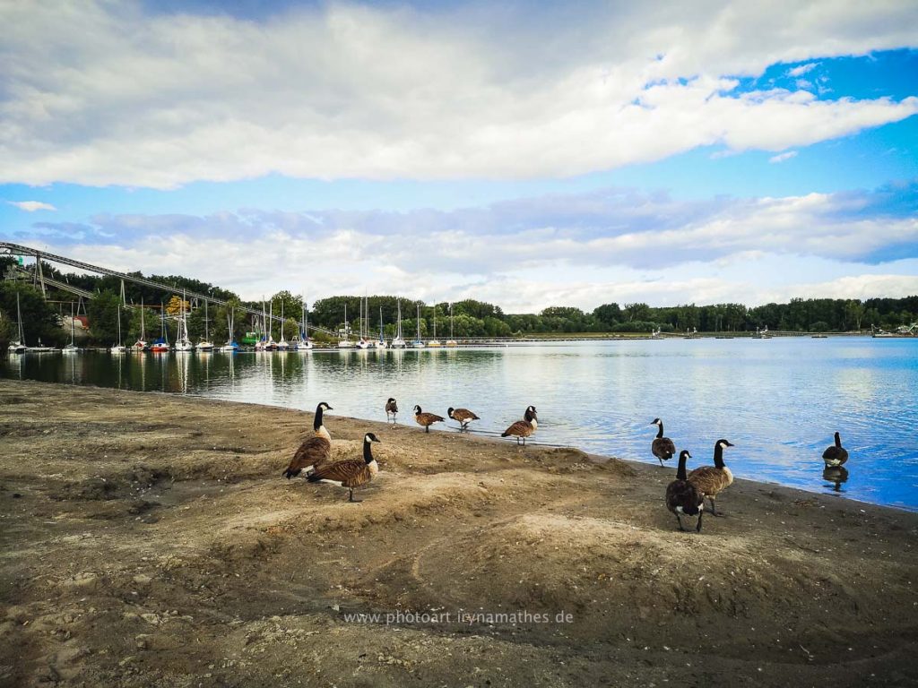 Enten-Sommer-Baggersee-2-2