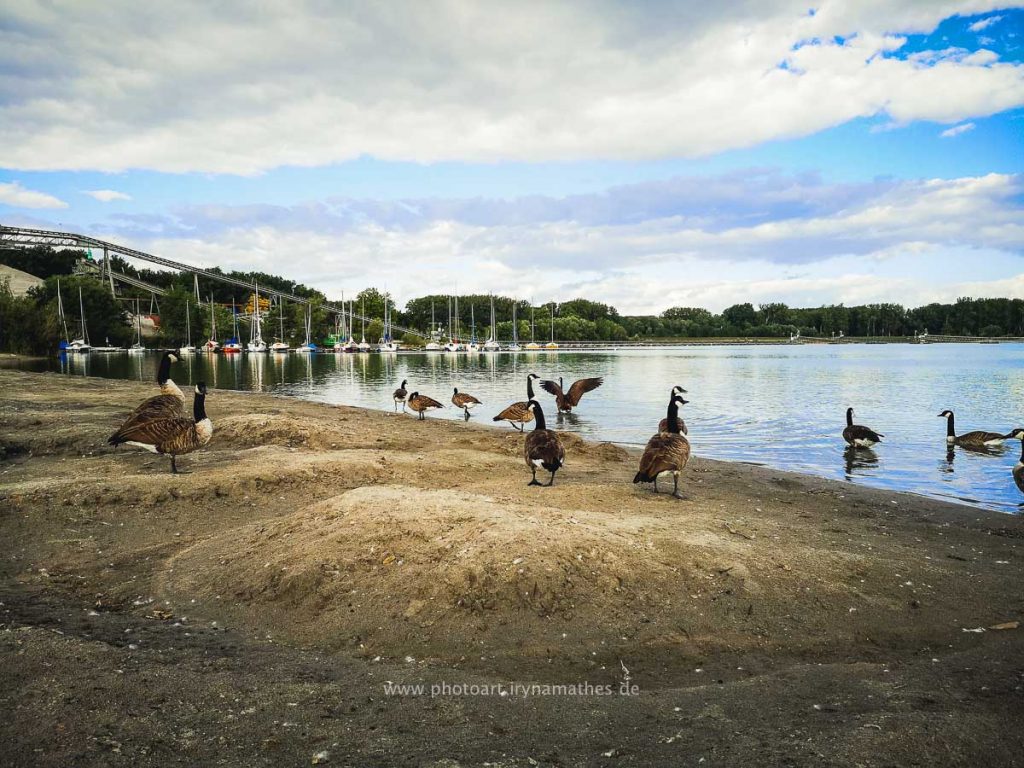 Enten-Sommer-Baggersee-2-3