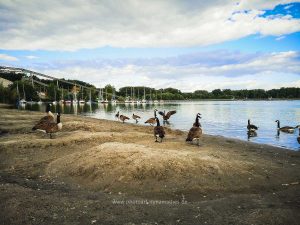 Sommer 2020, Baggersee. Mit Handy fotografieren