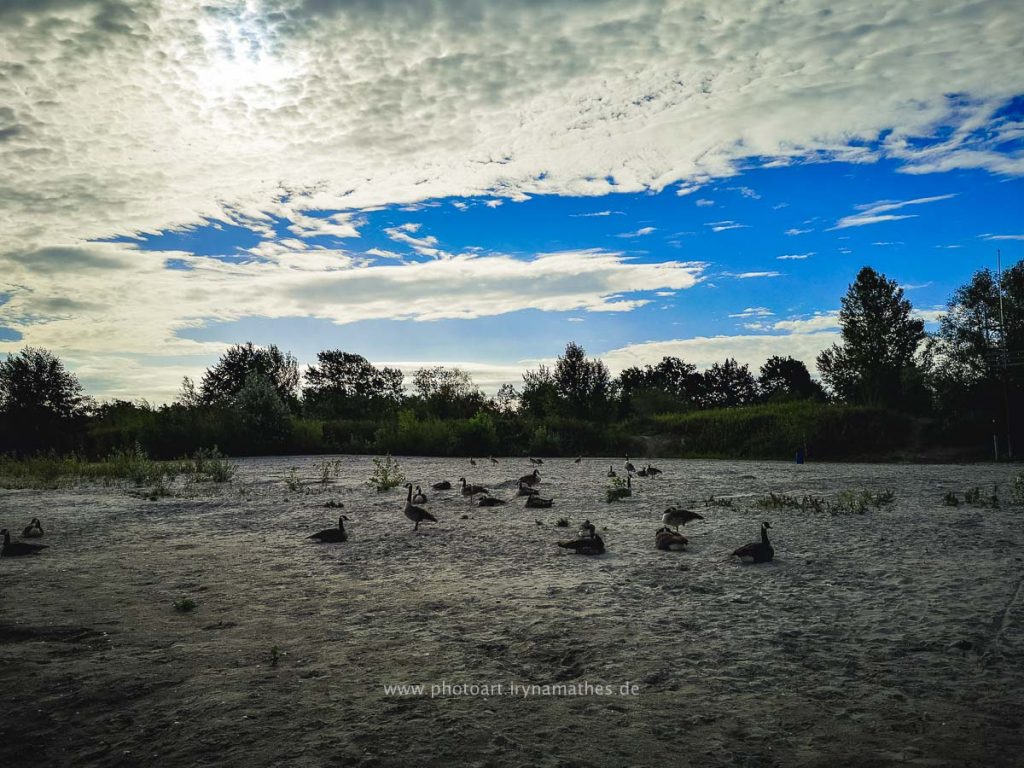 Enten-Sommer-Baggersee-2-4