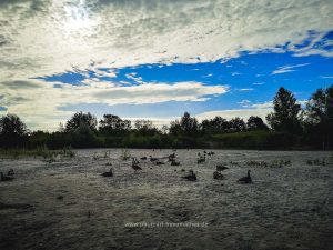 Sommer 2020, Baggersee. Mit Handy fotografieren