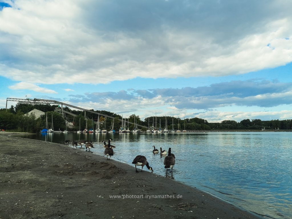 Enten-Sommer-Baggersee-2-5