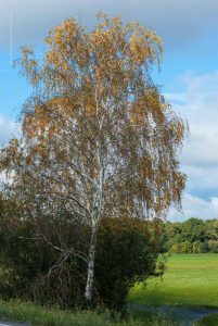 Birke im Herbst