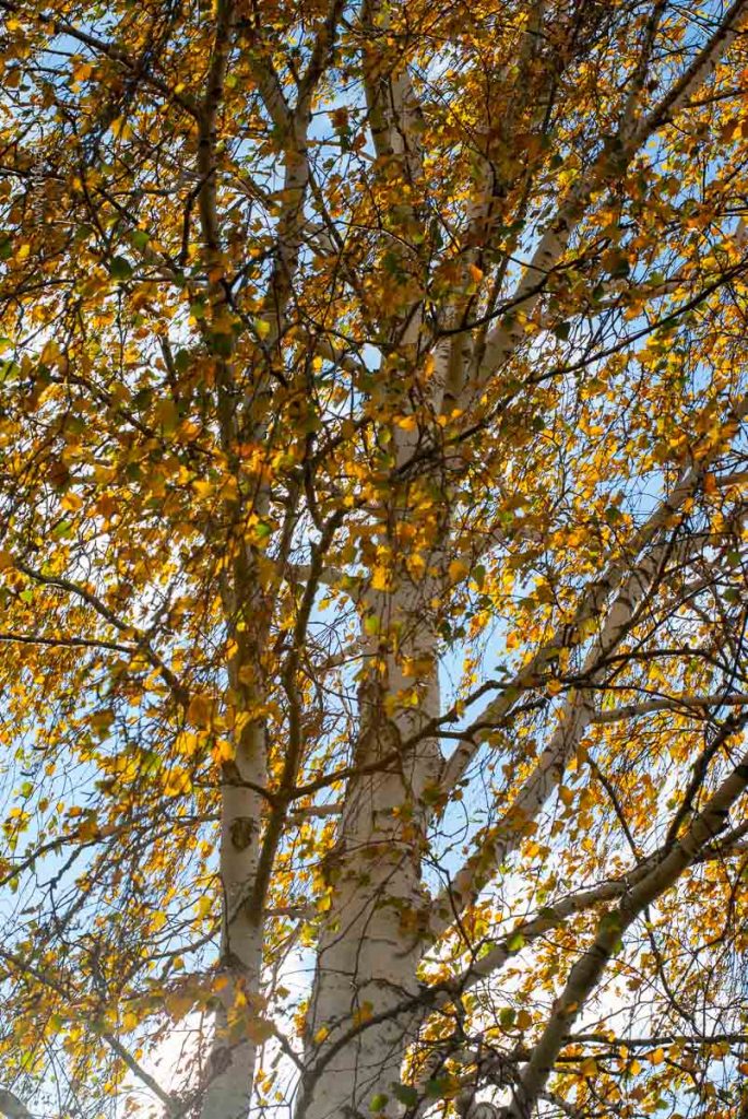 herbst-Baggersee-2020-web-irynamathes-4925