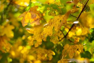 Gelbe Blätter, Herbst, Natur Fotografie
