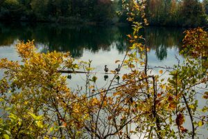Baggersee Linkenheim an einem Herbsttag. Deutschland, Europa Landschaft