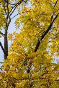 Baumkrone mit gelben und orangefarbenen Blättern im Herbst