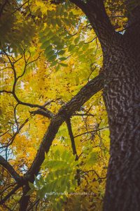 Ein Baum mit gelben und orangefarbenen Blättern im Herbst