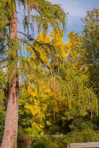Im Schlossgarten Karlsruhe an einem Herbsttag