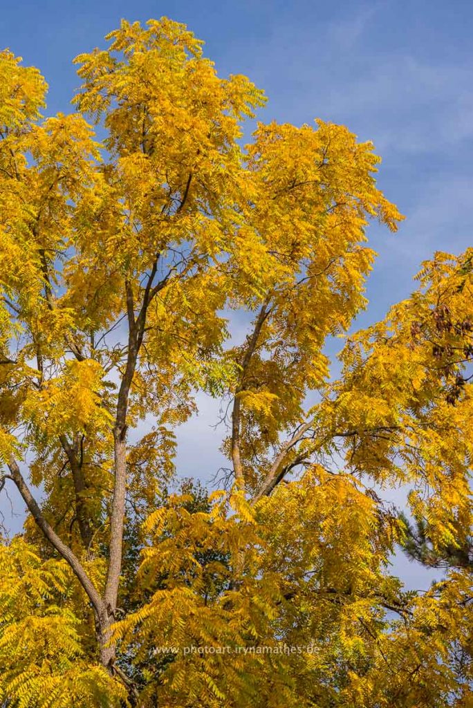 karlsruhe-herbst-web-irynamathes-9859