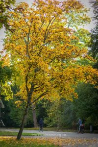 Im Schlossgarten Karlsruhe an einem Herbsttag