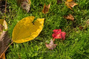 Gelbes Blatt auf grünem Gras.Natur Foto