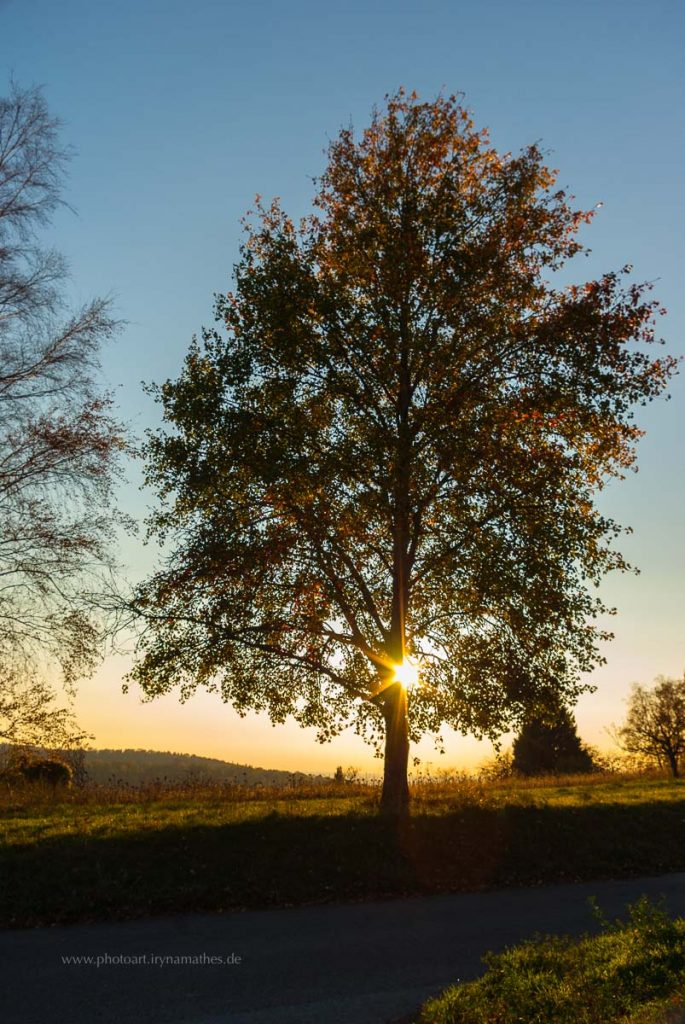 Michaelsberg-Herbst-abendlicht-web-5369