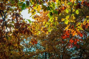Baggersee Untergrombach-Bruchsal an einem Herbsttag. Deutschland, Europa Landschaft Fotografie