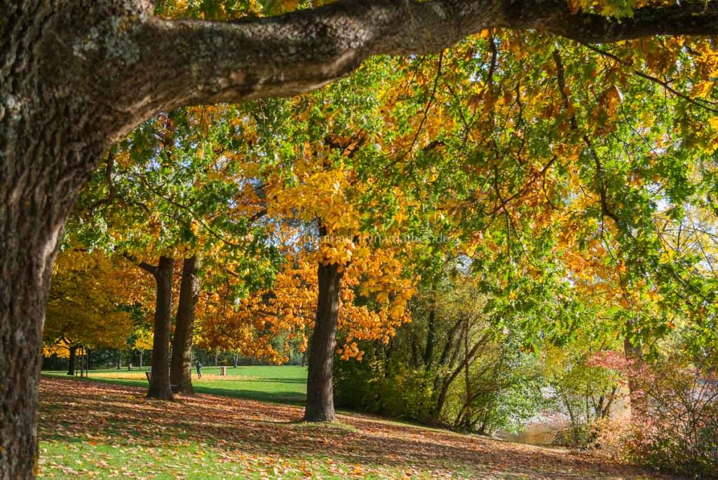 untergrombach-baggersee-herbst-2020-web-5002