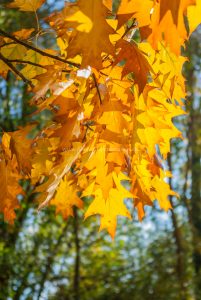 Baggersee Untergrombach-Bruchsal an einem Herbsttag. Deutschland, Europa Landschaft Fotografie