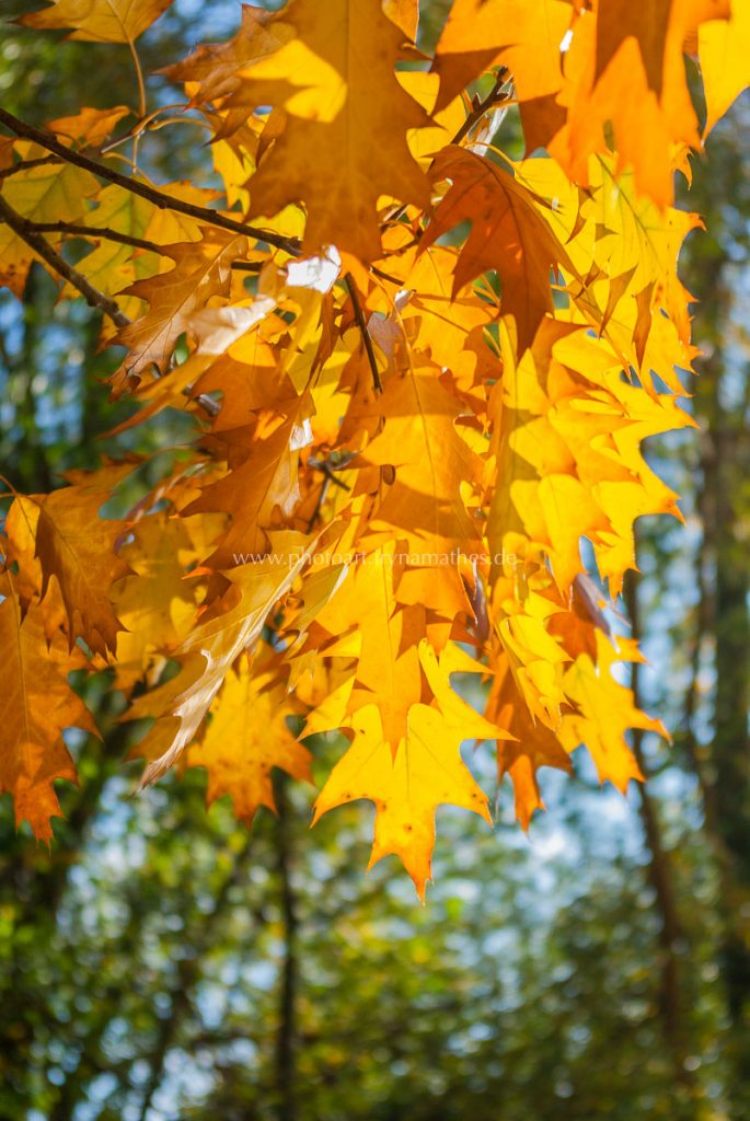 untergrombach-baggersee-herbst-2020-web-5012