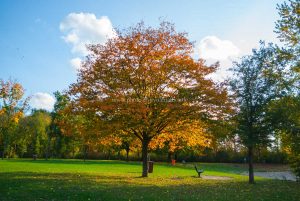 Baggersee Untergrombach-Bruchsal an einem Herbsttag. Deutschland, Europa Landschaft Fotografie