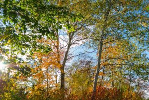 Baggersee Untergrombach-Bruchsal an einem Herbsttag. Deutschland, Europa Landschaft Fotografie