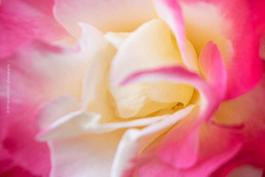 Die Rose. Farben der Schönheit
